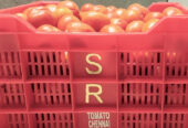 S.R &M G R TOMATO